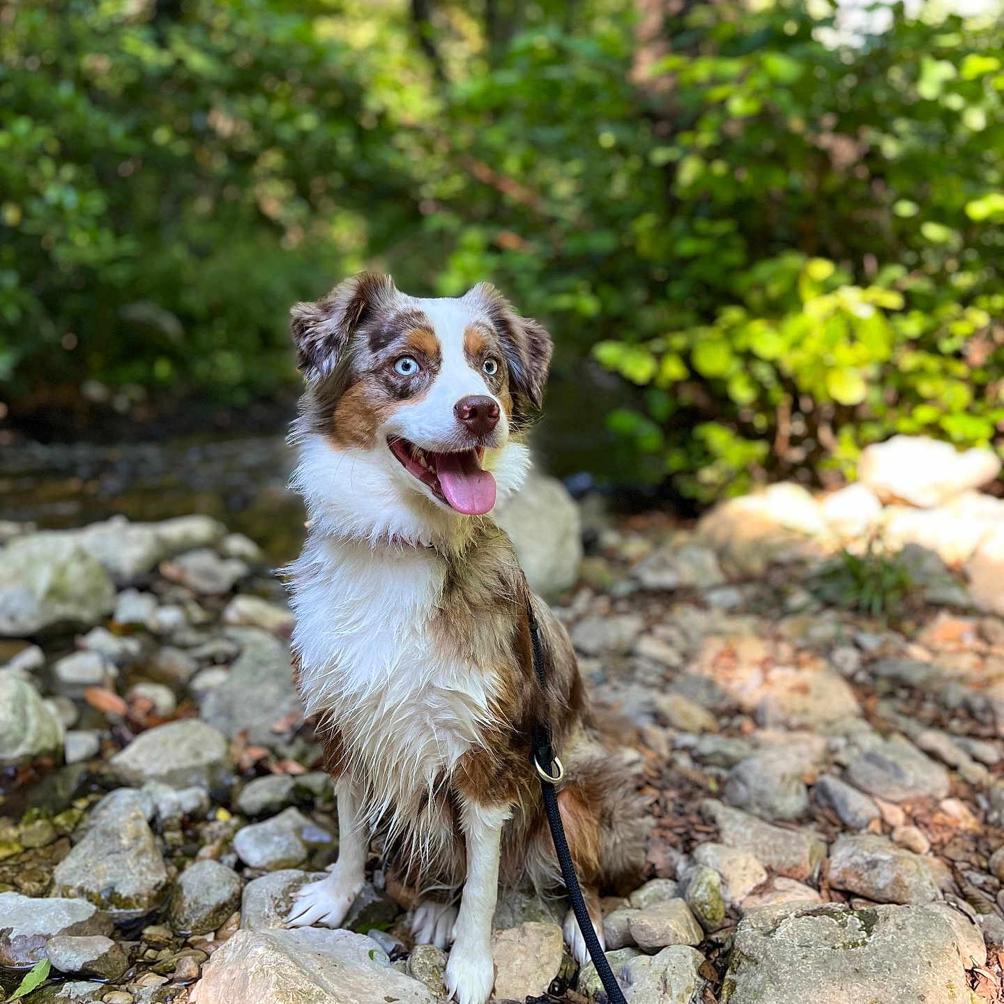 Thalys a rejoint le concours — aidez-le/la à gagner de superbes lots ! animal, australian_shepherd, blue_eyes, canine, dog, forest, greenery, happy, leash, nature, outdoor, pet, portrait, rocks, shallow_depth_of_field, sitting, stream, sunlight, tongue_out, wet_fur