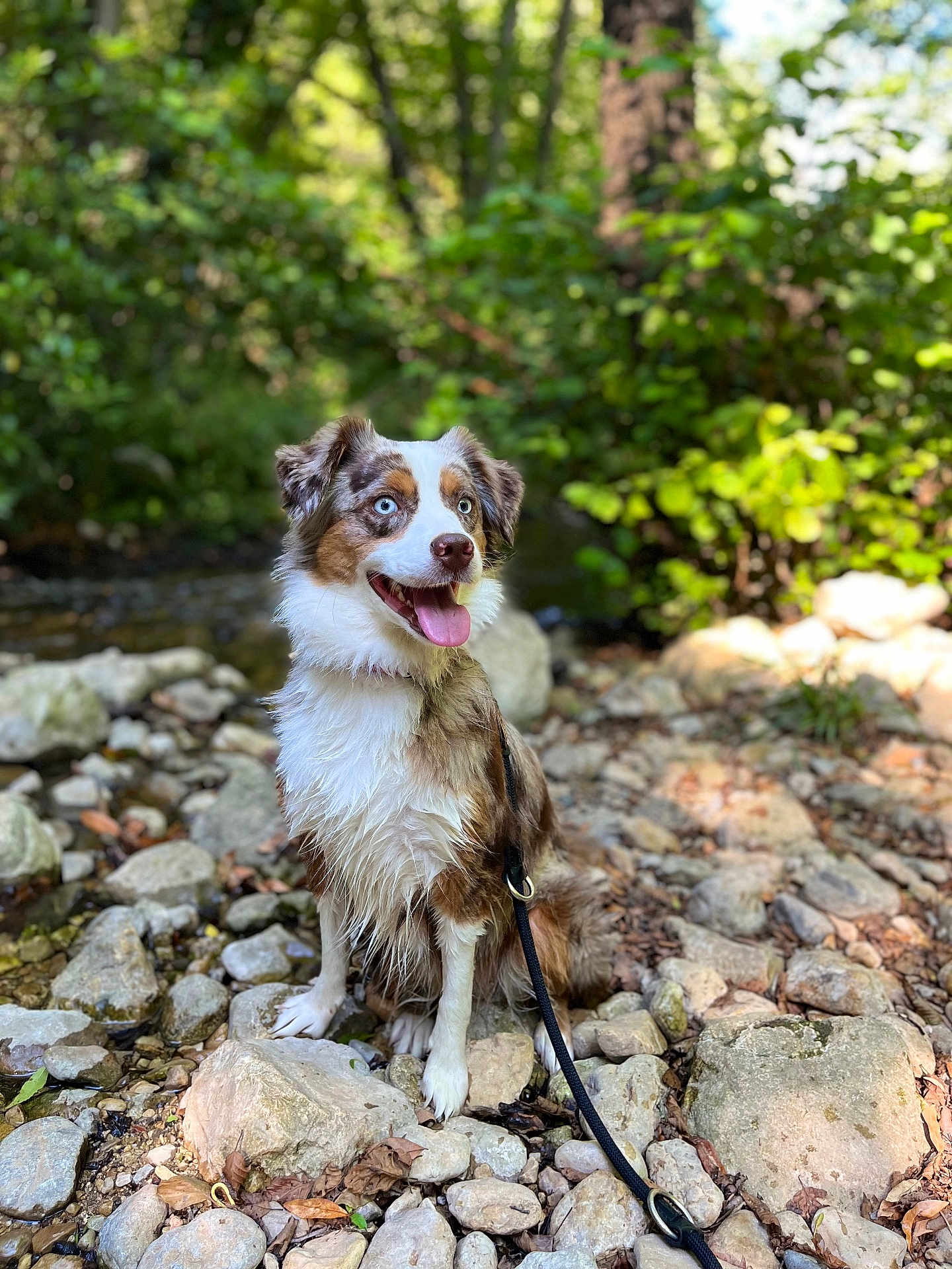 Thalys a rejoint le concours — aidez-le/la à gagner de superbes lots ! dog, australian_shepherd, blue_eyes, wet_fur, leash, rocks, stream, outdoor, nature, forest, greenery, happy, tongue_out, sitting, portrait, animal, pet, sunlight, shallow_depth_of_field, canine