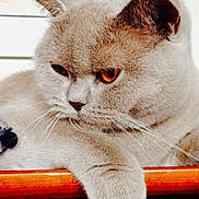 Daphné Von Adir a rejoint le concours — aidez-le/la à gagner de superbes lots !