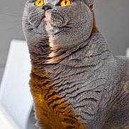 Nouméa a rejoint le concours — aidez-le/la à gagner de superbes lots ! adorable, amber_eyes, cat, chubby, close_up, curious, ears, face, feline, fur_texture, gray_fur, indoor, looking_up, muzzle, pet, portrait, sitting, soft_light, whisker_pad, whiskers