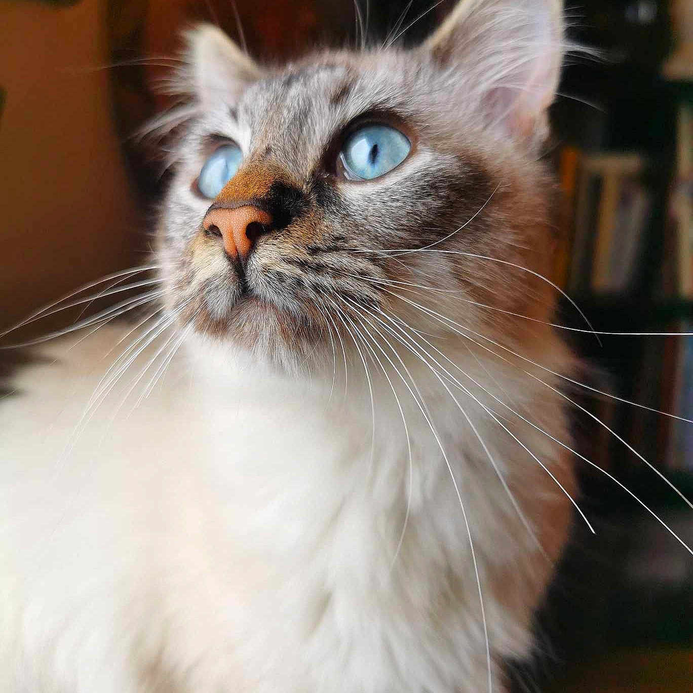 Tiga
