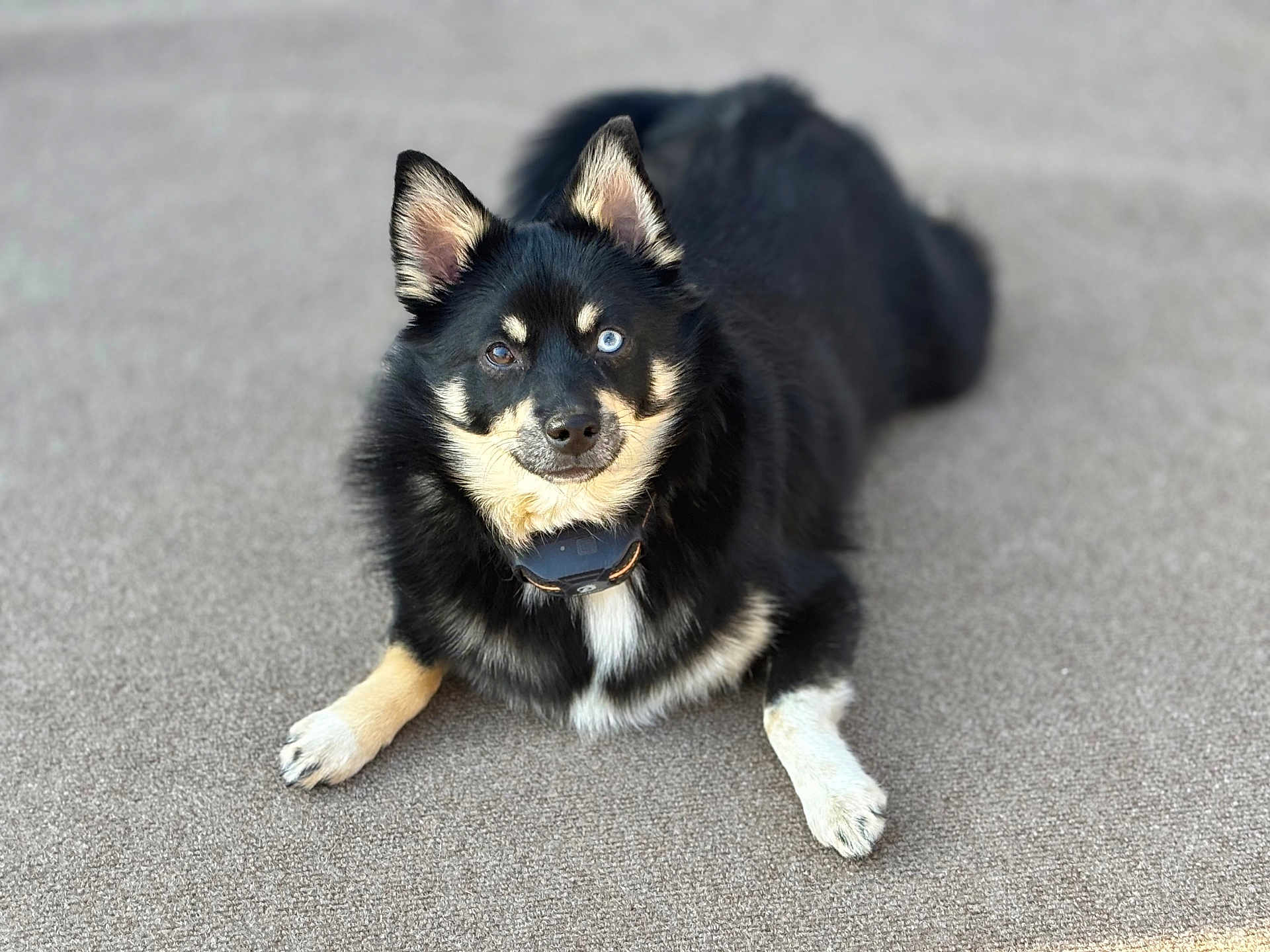 Kova is registered to the contest to win money with this photo: dog, canine, pet, lying_down, black_fur, tan_fur, heterochromia, blue_eye, brown_eye, collar, outdoor, close_up, portrait, animal, fur, paw, cute, alert, looking_at_camera, friendly