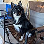 Kova is registered to the contest to win money with this photo: dog, black_and_white, heterochromia, chair, indoor, pet, furniture, toy, camo_pattern, ears_up, alert, floor, table, fabric, metal_frame, canine, companion, seated, looking_at_camera, domestic