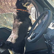 Kova is registered to the contest to win money with this photo: dog, black_dog, tan_dog, vehicle_interior, steering_wheel, car_seat, window, trees, daylight, collar, pet, canine, alert, standing, side_view, outdoor_view, nature, sunlight, fur, seat