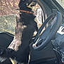 dog, black_dog, tan_dog, vehicle_interior, steering_wheel, car_seat, window, trees, daylight, collar, pet, canine, alert, standing, side_view, outdoor_view, nature, sunlight, fur, seat