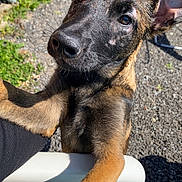 Athena a rejoint le concours — aidez-le/la à gagner de superbes lots ! dog, puppy, outdoor, sunlight, grass, gravel, chair, ears, face, fur, black_nose, brown_fur, close_up, pet, animal, looking, curious, front_paws, resting, daylight