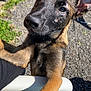 dog, puppy, outdoor, sunlight, grass, gravel, chair, ears, face, fur, black_nose, brown_fur, close_up, pet, animal, looking, curious, front_paws, resting, daylight