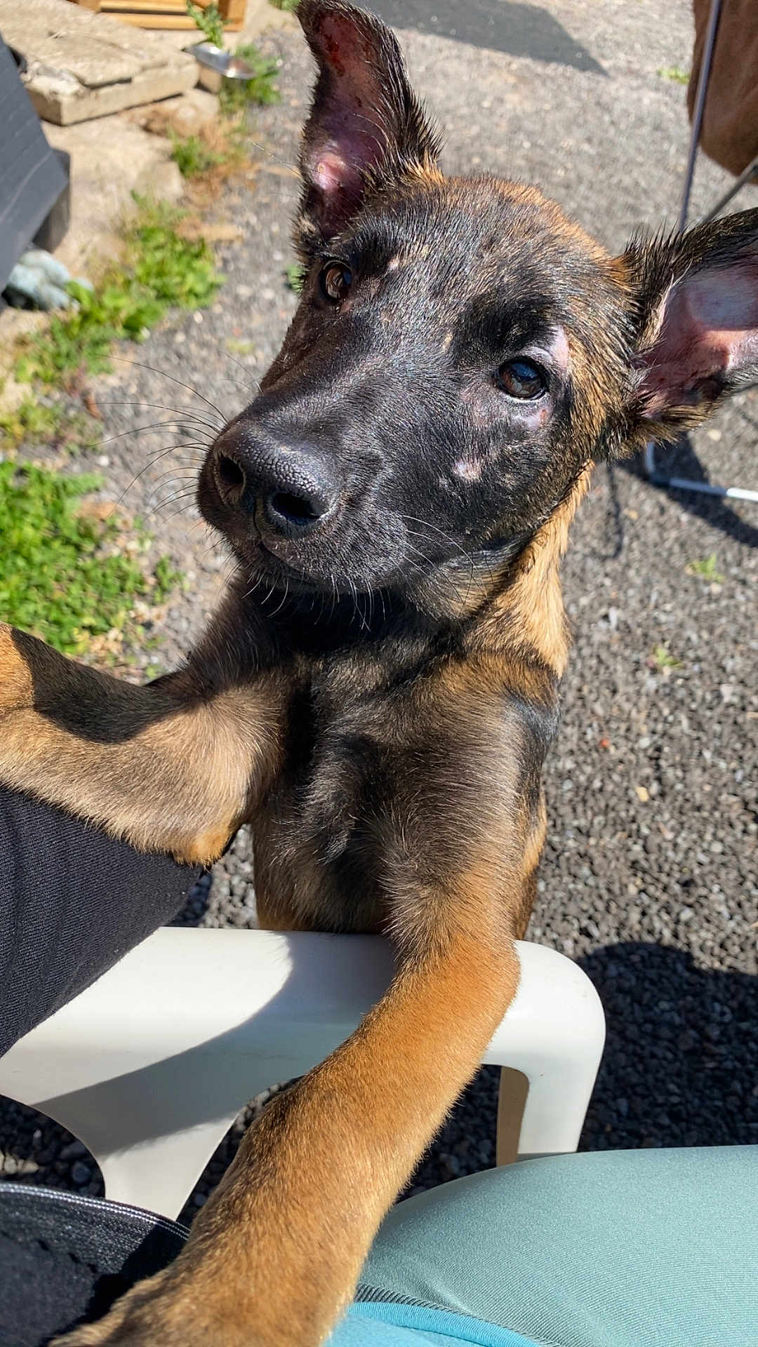 Athena