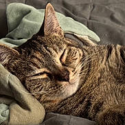 Willow is registered to the contest to win money with this photo: cat, tabby, sleeping, cozy, blanket, fur, whiskers, pet, domestic_cat, relaxation, closeup, indoor, cute, animal, feline, resting, soft, comfort, nap, warm_light