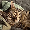 cat, tabby, sleeping, cozy, blanket, fur, whiskers, pet, domestic_cat, relaxation, closeup, indoor, cute, animal, feline, resting, soft, comfort, nap, warm_light