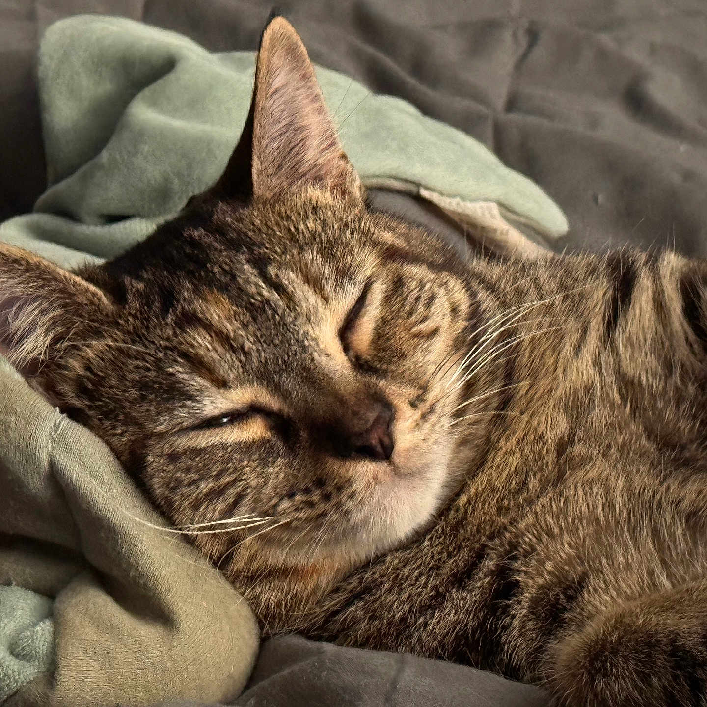 Willow