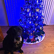 Max is registered to the contest to win money with this photo: animal, black_dog, blue_lights, christmas_tree, collar, cute, decorations, dog, festive, holiday, home, indoor, night, ornaments, pet, sitting, tree_skirt, vertical_photo, window_blinds, wooden_floor