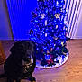 animal, black_dog, blue_lights, christmas_tree, collar, cute, decorations, dog, festive, holiday, home, indoor, night, ornaments, pet, sitting, tree_skirt, vertical_photo, window_blinds, wooden_floor