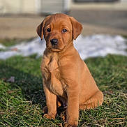 Nokona joined the competition — help win amazing prizes! puppy, dog, grass, outdoor, pet, animal, young, brown, cute, sitting, sunlight, nature, portrait, canine, fur, adorable, domestic, young_animal, face, ears