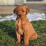 puppy, dog, grass, outdoor, pet, animal, young, brown, cute, sitting, sunlight, nature, portrait, canine, fur, adorable, domestic, young_animal, face, ears