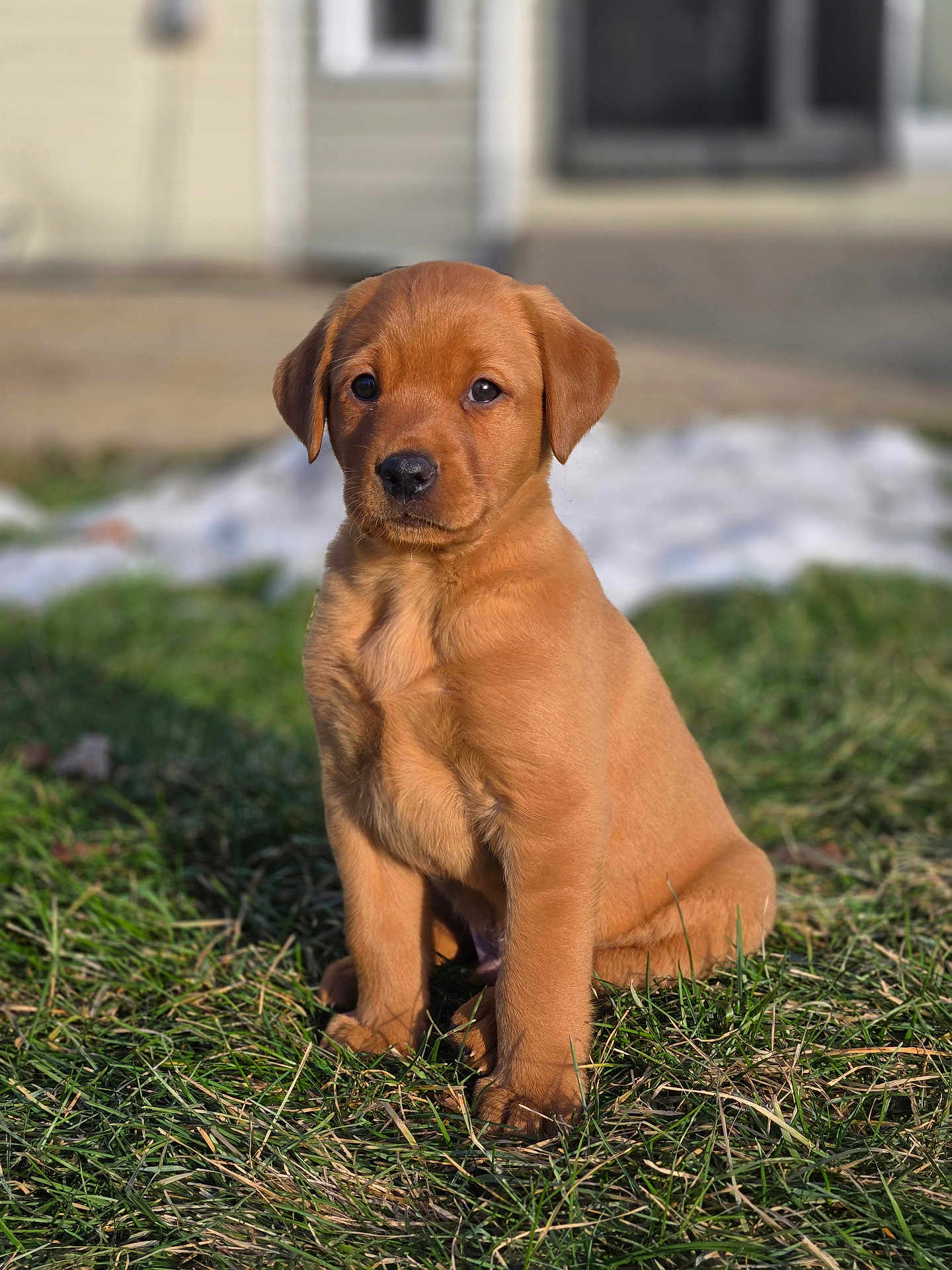 Nokona joined the competition — help win amazing prizes! puppy, dog, grass, outdoor, pet, animal, young, brown, cute, sitting, sunlight, nature, portrait, canine, fur, adorable, domestic, young_animal, face, ears