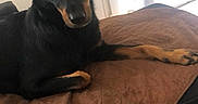 Shiva participe au concours pour gagner de l'argent avec cette photo : dog, black_dog, brown_blanket, indoor, window, curtains, quilted_blanket, pet, animal, looking, resting, furniture, home, cozy, canine, ears, paw, snout, alert, companion