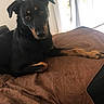 dog, black_dog, brown_blanket, indoor, window, curtains, quilted_blanket, pet, animal, looking, resting, furniture, home, cozy, canine, ears, paw, snout, alert, companion