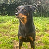 dog, black_dog, tan_markings, outdoor, grass, greenery, garden, bushes, alert, standing, pet, canine, animal, nature, mammal, fur, ears, eyes, snout, daylight