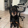 dog, indoor, tile_floor, chair, computer_monitor, home_office, black_dog, brown_markings, pet, curious, sitting, paw, ears, face, eyes, nose, fur, room, furniture, technology