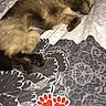 Aria a rejoint le concours — aidez-le/la à gagner de superbes lots ! cat, sleeping, bed, blanket, paw, animal, pet, indoor, cute, resting, fur, pattern, cozy, digital_overlay, recording, paw_prints, text_overlay, soft_lighting, relaxation, domestic
