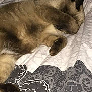 Aria participe au concours pour gagner de l'argent avec cette photo : cat, sleeping, bed, paw, cozy, patterned_bedspread, resting, fur, indoor, animal, pet, relaxed, cute, feline, comfort, blanket, soft, covering_face, domestic, quiet