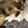 cat, sleeping, bed, paw, cozy, patterned_bedspread, resting, fur, indoor, animal, pet, relaxed, cute, feline, comfort, blanket, soft, covering_face, domestic, quiet