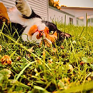 Jules is registered to the contest to win money with this photo: animal, calico_cat, cat, claws, eye, feline, fur, grass, greenery, house, nature, nose, outdoor, paw, pet, playful, relaxed, sunlight, sunset, whiskers
