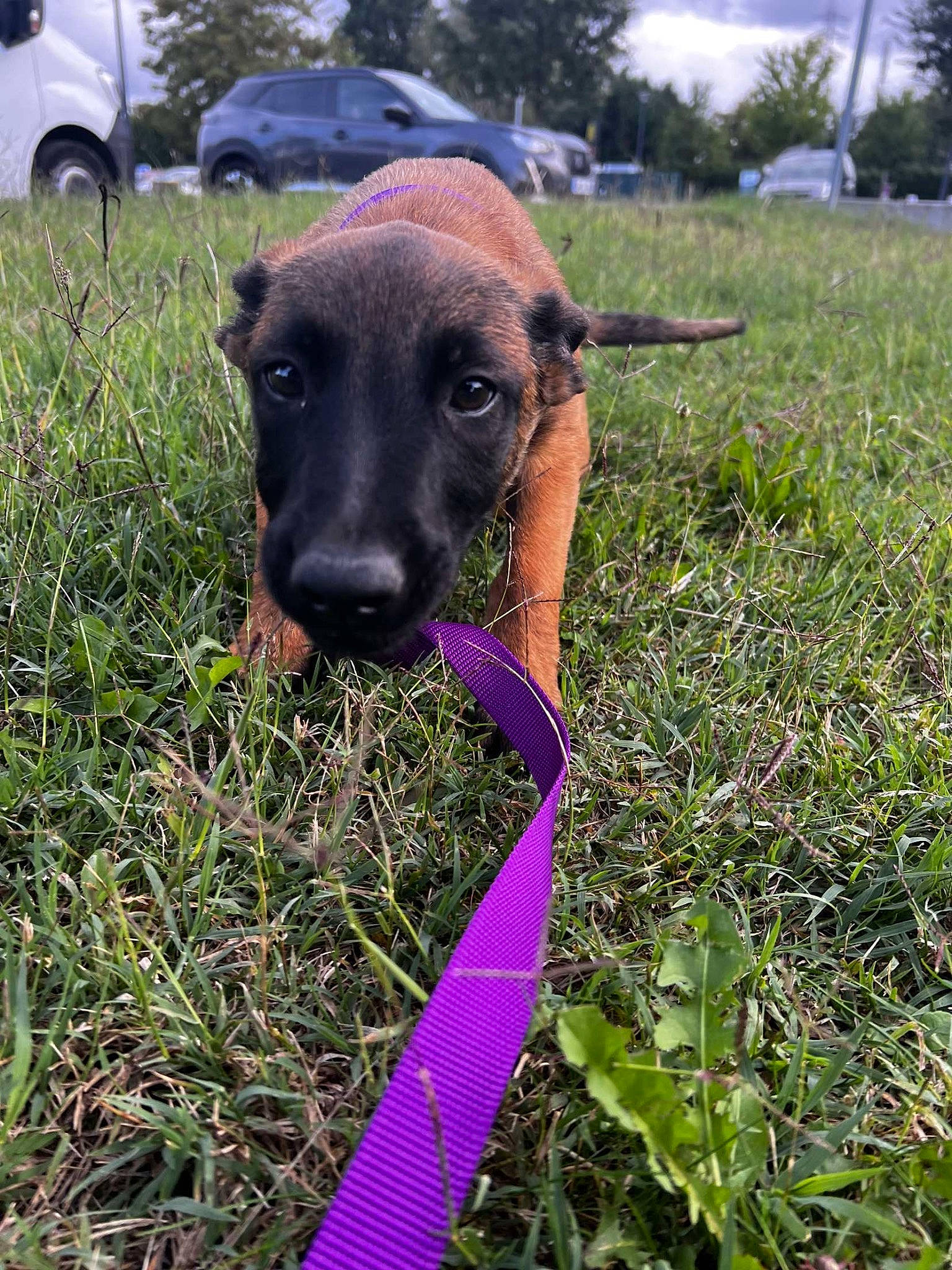 Uma a rejoint le concours — aidez-le/la à gagner de superbes lots ! carnivore, cloud, collar, companion_dog, dog, dog_breed, dog_collar, fawn, grass, grass_family, grassland, pet_supply, plant, sighthound, sky, snout, sporting_group, tree, vehicle, working_animal