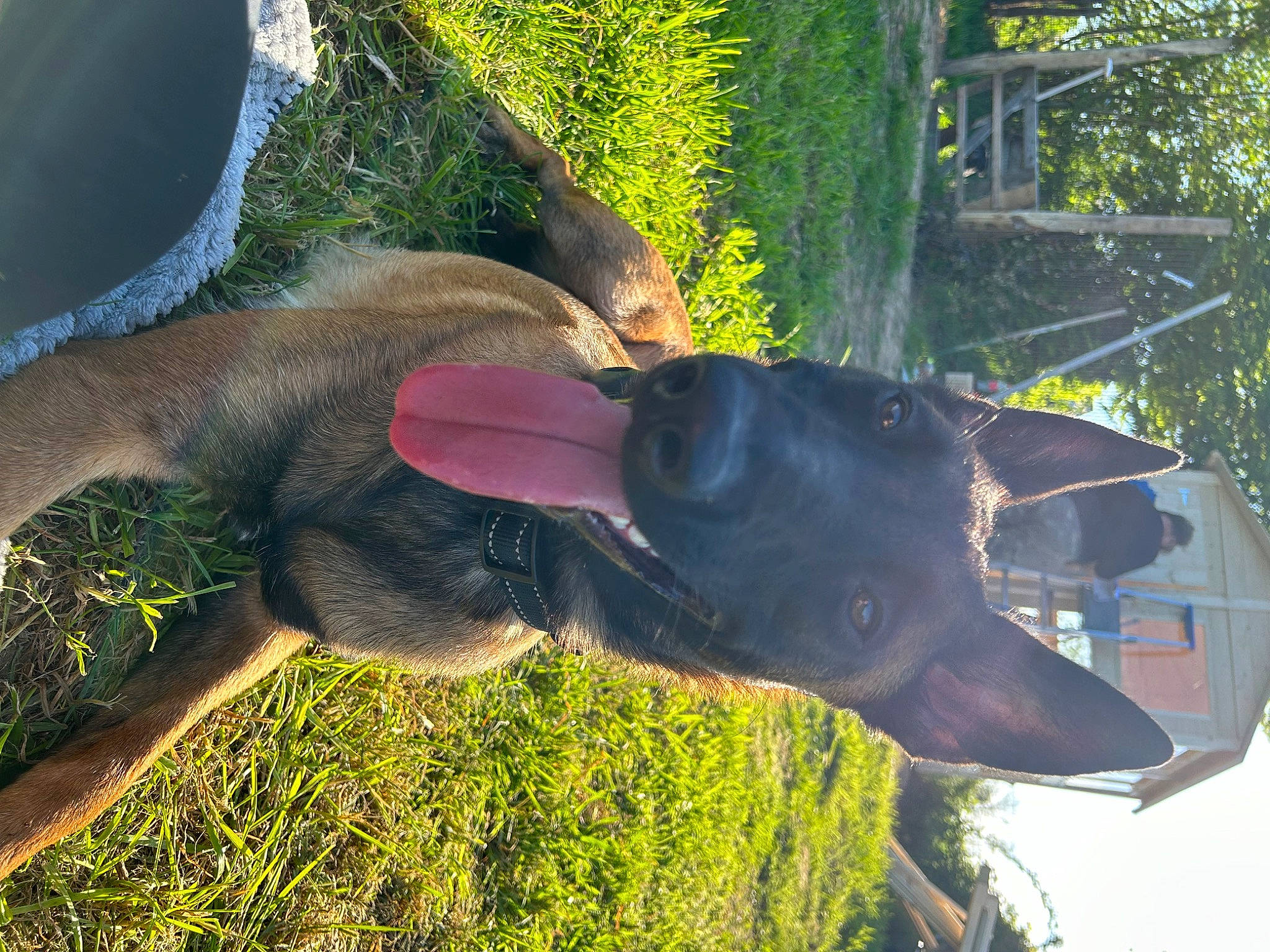 Uma a rejoint le concours — aidez-le/la à gagner de superbes lots ! canidae, carnivore, collar, dog, dog_breed, fawn, grass, guard_dog, landscape, liver, plant, shade, snout, sporting_group, tail, terrestrial_animal, tree, wildlife, working_animal, working_dog