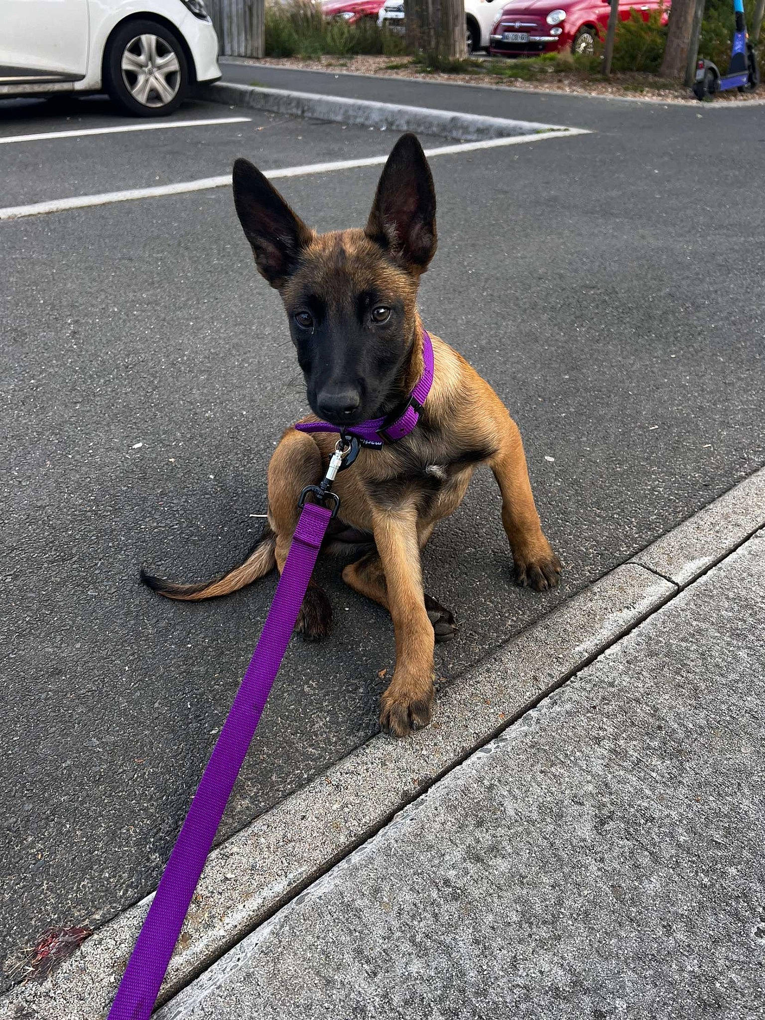 Uma a rejoint le concours — aidez-le/la à gagner de superbes lots ! asphalt, car, carnivore, collar, companion_dog, dog, dog_breed, dog_collar, dog_supply, fawn, leash, pet_supply, road, road_surface, sidewalk, snout, sporting_group, tire, wheel, working_animal