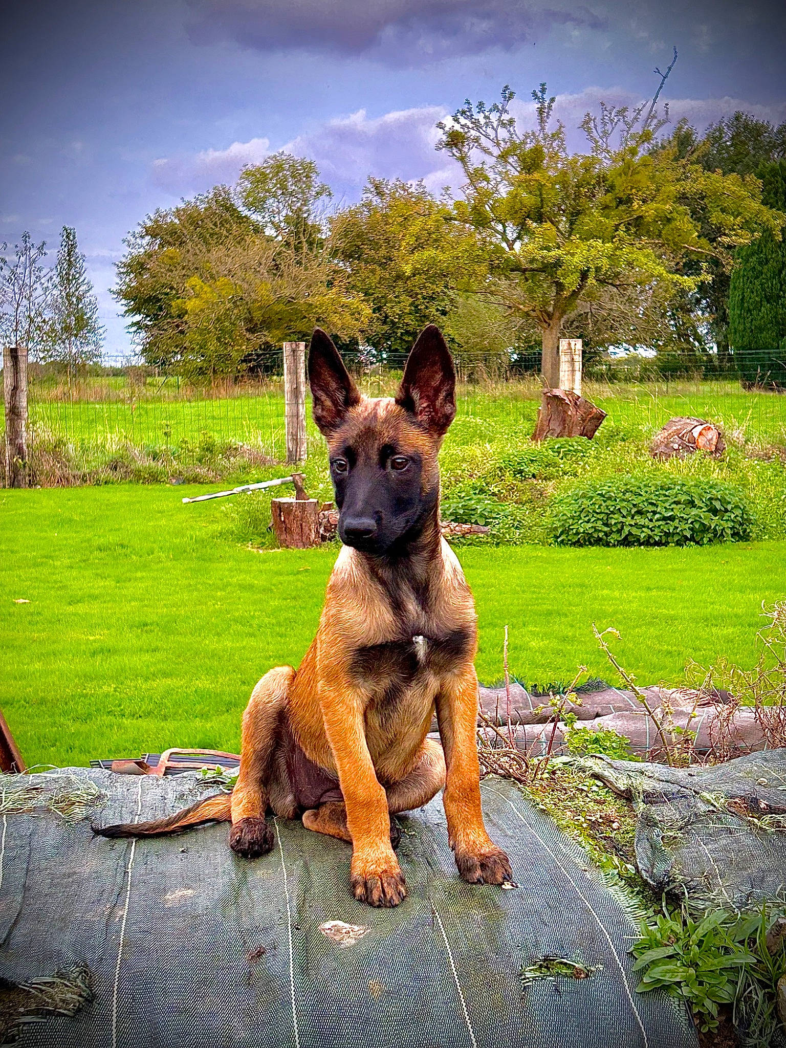 Uma participe au concours pour gagner de l'argent avec cette photo : canidae, carnivore, cloud, companion_dog, dog, dog_breed, fawn, german_shepherd_dog, grass, groundcover, herding_dog, landscape, plant, sky, snout, sporting_group, terrestrial_animal, tree, wildlife, working_animal