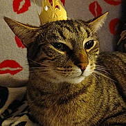 Osiris a rejoint le concours — aidez-le/la à gagner de superbes lots ! animal, blanket, cat, closeup, crown, cute, domestic, feline, fur, indoor, lips, mammal, pattern, pet, portrait, red, relaxed, resting, tabby, whiskers