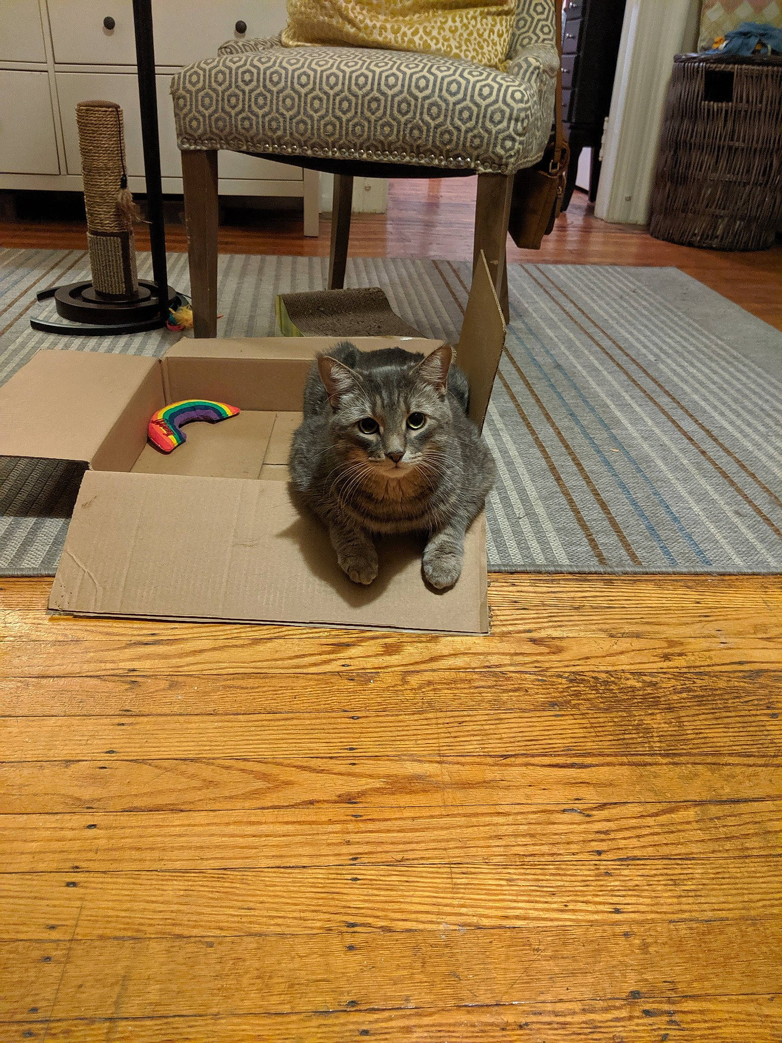 Gussy joined the competition — help win amazing prizes! asian, carnivore, cat, domestic_short_haired_cat, european_shorthair, fawn, felidae, floor, flooring, furniture, hardwood, kitten, laminate_flooring, ocicat, room, small_to_medium_sized_cats, table, whiskers, wood, wood_flooring