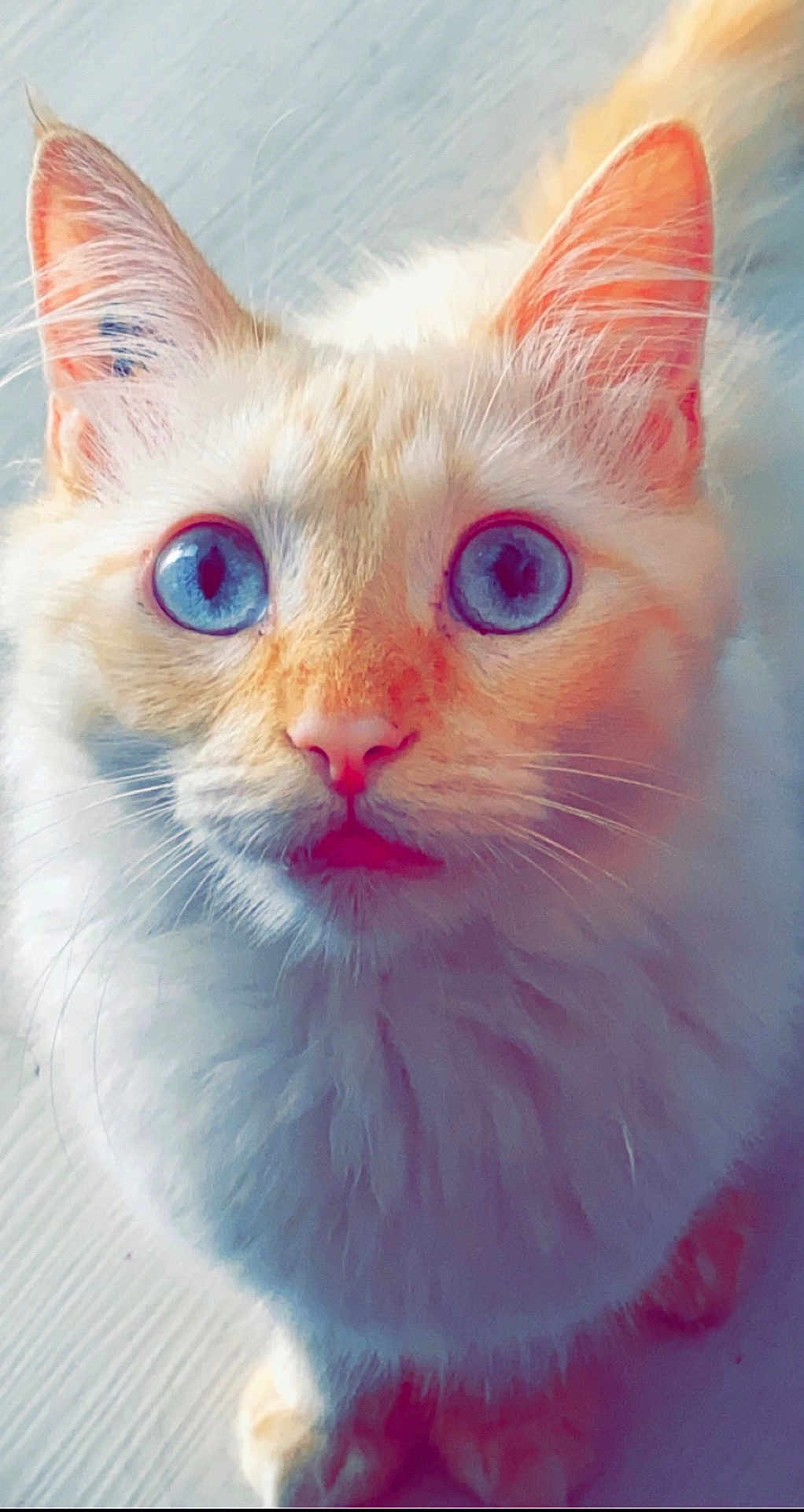 Tokyo participe au concours pour gagner de l'argent avec cette photo : cat, feline, blue_eyes, fluffy, close_up, portrait, whiskers, ears, pink_nose, long_hair, domestic_cat, pet, staring, curious, indoor, sitting, fur, face, nostrils, head