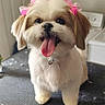 animal, brown_fur, collar, cute, dog, dog_face, fluffy, groomed, happy, indoor, long_fur, pet, pink_bows, playful, portrait, shih_tzu, sitting, small_dog, tongue_out, white_fur