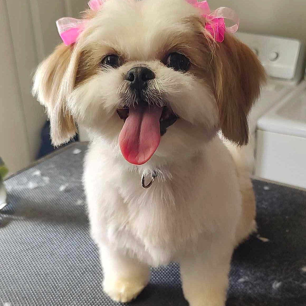 Miss Rosie is registered to the contest to win money with this photo: animal, brown_fur, collar, cute, dog, dog_face, fluffy, groomed, happy, indoor, long_fur, pet, pink_bows, playful, portrait, shih_tzu, sitting, small_dog, tongue_out, white_fur