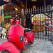 Mylo joined the competition — help win amazing prizes! dog, black_dog, vespa, red_scooter, outdoor_cafe, metal_fence, wooden_beams, umbrella, seat, vehicle, pet, tongue, playful, daylight, urban, pavement, vintage, transportation, animal, cute