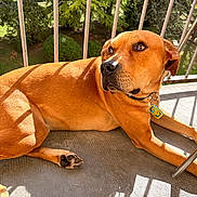 Tao participe au concours pour gagner de l'argent avec cette photo : dog, brown_dog, pet, balcony, outdoor, sunlight, shadow, railing, relaxed, canine, collar, tag, fur, paw, nature, tree, greenery, daylight, animal, resting