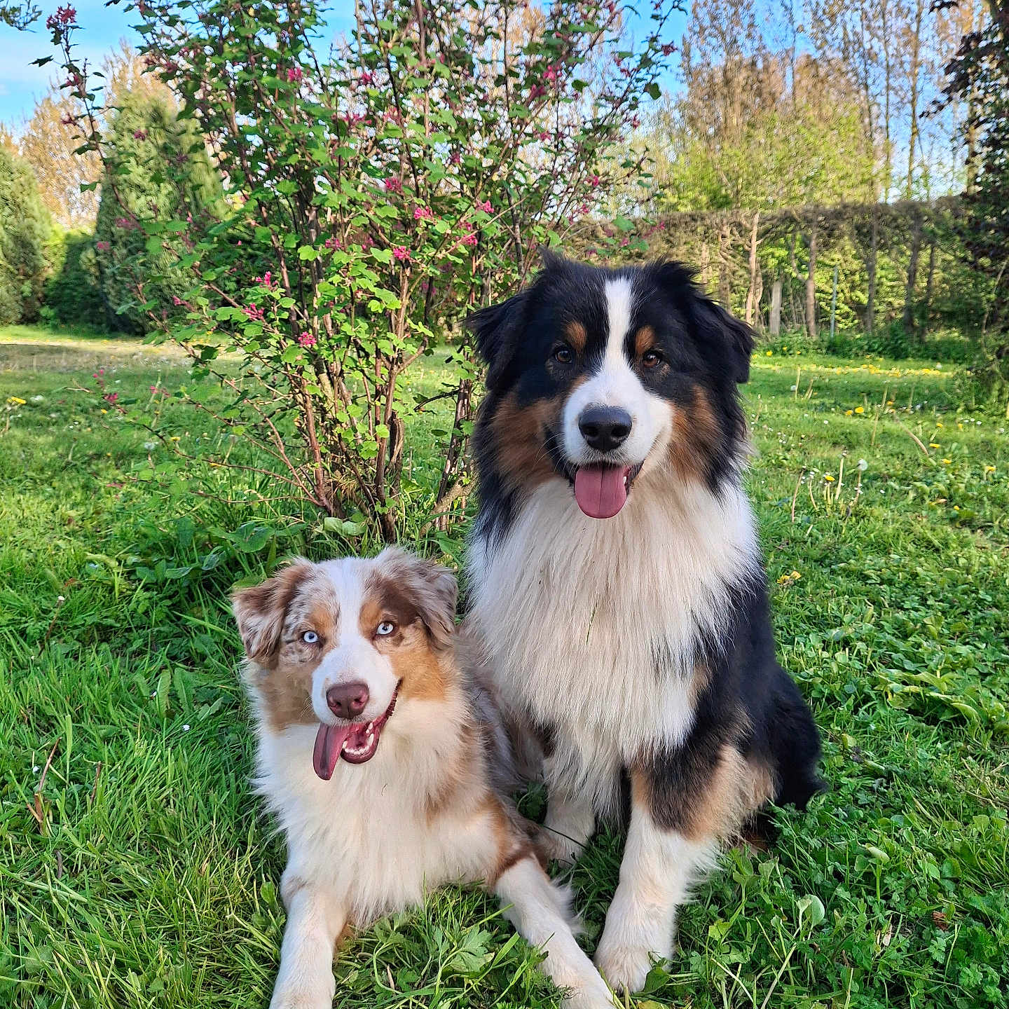 Oslo Et Vérone participe au concours pour gagner de l'argent avec cette photo : dog, australian_shepherd, grass, outdoor, pets, animals, nature, greenery, sunlight, happy, tongue_out, fur, companions, playful, summer, blue_sky, bush, two_dogs, cute, smiling