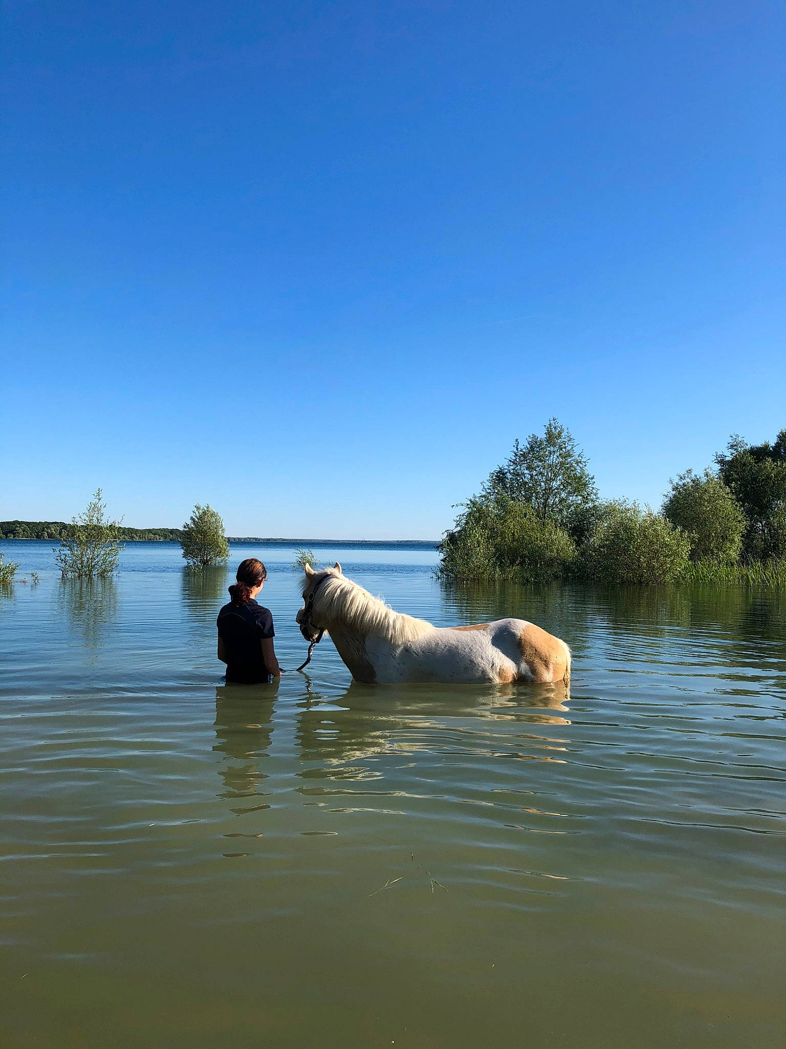 Fantôme participe au concours pour gagner de l'argent avec cette photo : bank, canidae, carnivore, dog, dog_breed, fun, golden_retriever, labrador_retriever, lake, retriever, river, sky, sporting_group, summer, water, working_dog