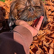 Bella joined the competition — help win amazing prizes! animal, autumn_leaves, bow, brown_fur, charming, close_up, cute, dog, fall, fur, green_grass, hand, leaf_pile, nature, outdoor, person, pet, pink_pants, portrait, sunlight