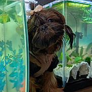 Bella is registered to the contest to win money with this photo: dog, aquarium, fish_tank, bow, pet, curious, glass, water, plants, decor, indoor, animal, close_up, face, brown_fur, small_dog, tank_plants, fish, reflection, cute