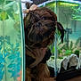 dog, aquarium, fish_tank, bow, pet, curious, glass, water, plants, decor, indoor, animal, close_up, face, brown_fur, small_dog, tank_plants, fish, reflection, cute