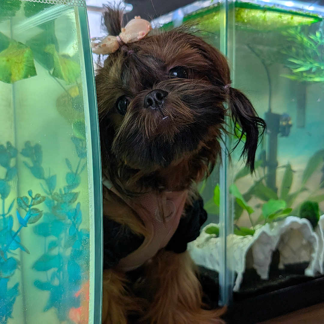 Bella is registered to the contest to win money with this photo: animal, aquarium, bow, brown_fur, close_up, curious, cute, decor, dog, face, fish, fish_tank, glass, indoor, pet, plants, reflection, small_dog, tank_plants, water