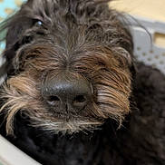 Sugar joined the competition — help win amazing prizes! dog, close_up, black_fur, curly_fur, nose, laundry_basket, indoor, pet, resting, cozy, sleepy, animal, muzzle, fur_texture, snout, whiskers, domestic_animal, cute, portrait, relaxed