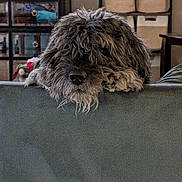 Bruce joined the competition — help win amazing prizes! dog, shaggy, couch, living_room, television, santa_claus, holiday, furniture, home, indoor, pet, curious, cozy, brown, decor, basket, relaxing, animal, portrait, cute