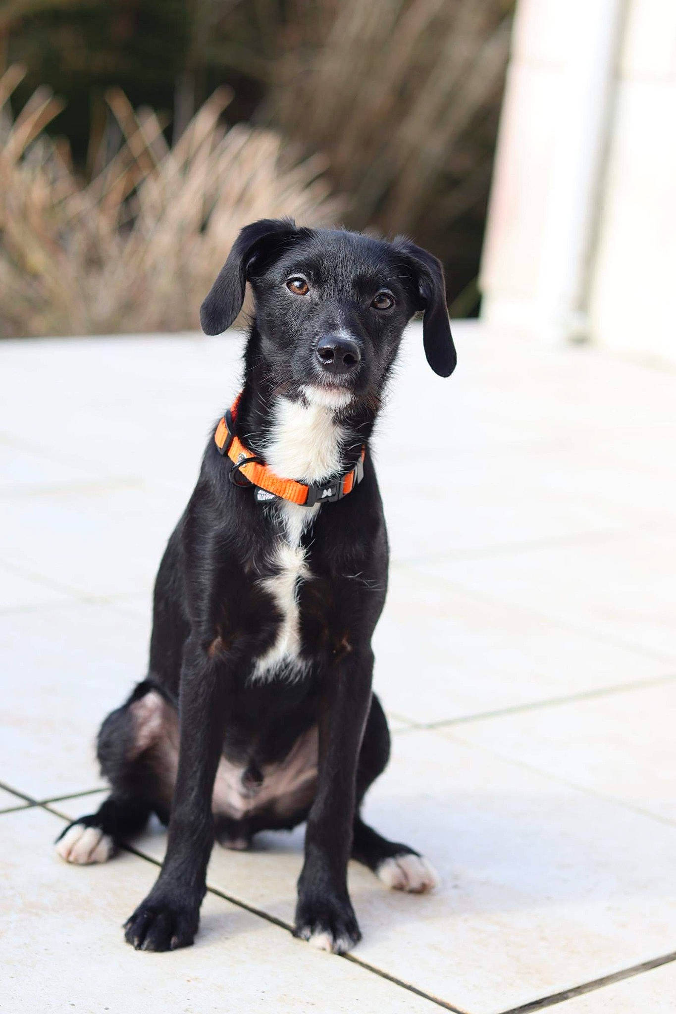 Rocco participe au concours pour gagner de l'argent avec cette photo : borador, canidae, carnivore, collar, companion_dog, dog, dog_breed, dog_collar, eye, fur, gun_dog, hunting_dog, paw, puppy, snout, sporting_group, tail, terrestrial_animal, working_animal, working_dog