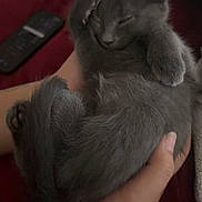 Bakon is registered to the contest to win money with this photo: animal, background, black_cat, closeup, comfort, cozy, cute, domestic, furry, gray_cat, hands, home, indoor, kitten, pet, red_blanket, relaxed, resting, sleeping, soft