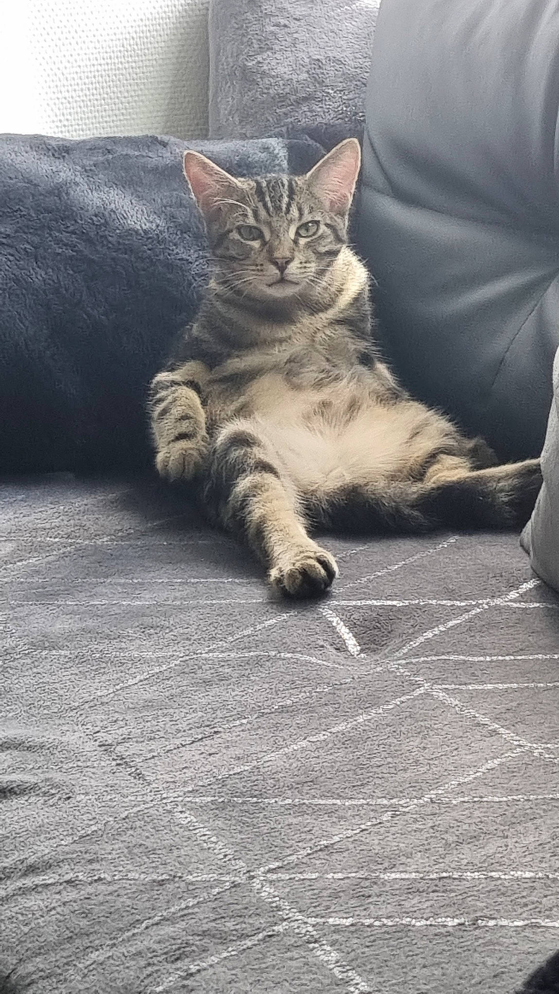 Myou a rejoint le concours — aidez-le/la à gagner de superbes lots ! carnivore, cat, claw, comfort, couch, domestic_short_haired_cat, felidae, flooring, foot, fur, grey, human_leg, monochrome_photography, paw, plant, road_surface, small_to_medium_sized_cats, snout, tail, whiskers